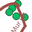 Viadomitia_copie